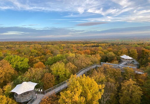 Baumkronenpfad Vogelperspektive Herbst