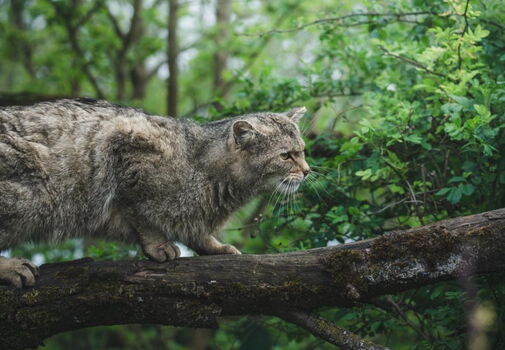 Wildkatze auf der Wildkatzenlichtung im Wildkatzendorf Hütscheroda