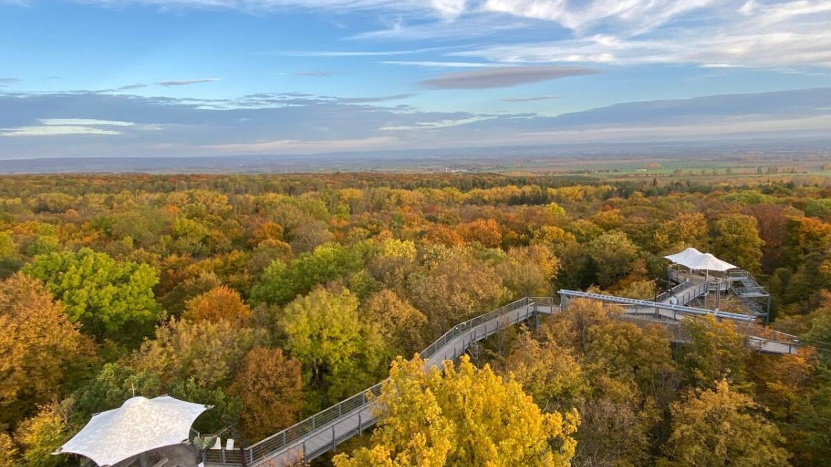 Baumkronenpfad Vogelperspektive Herbst