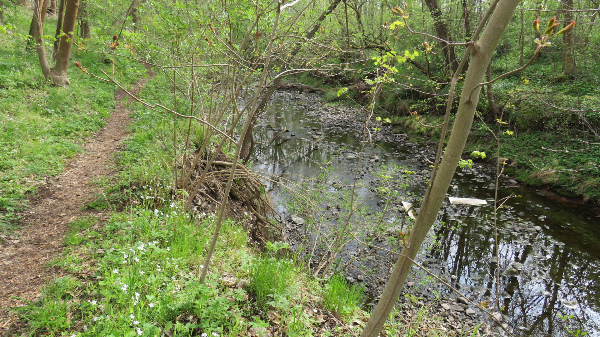 Weg an der Apfelstädt