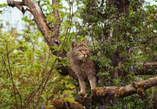 Wildkatze auf der Wildkatzenlichtung im Wildkatzendorf Hütscheroda
