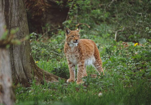 Luchs auf der Wildkatzenlichtung im Wildkatzendorf Hütscheroda